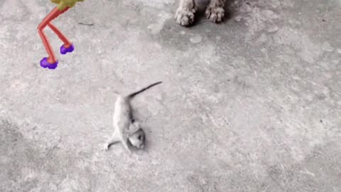 Real Tom & jerry funny 😹😻