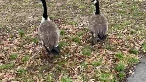 Canada GEESE on my walk