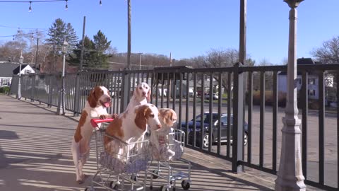 Dogs Double Date in Shopping Carts Funny Dogs Maymo & Potpie Take Penny & Indie out to Eat