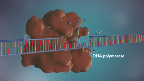 DNA replication 3 D