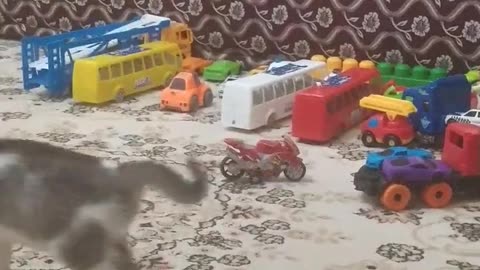 Cat lover 2023 #funny #funnyshorts #catlover #funnycat #funnyvideo