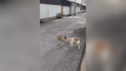 Dog all or cats falling funny videos😀😂