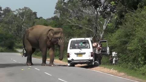 breaking vehicles by wild elephants #wildelephant #attack