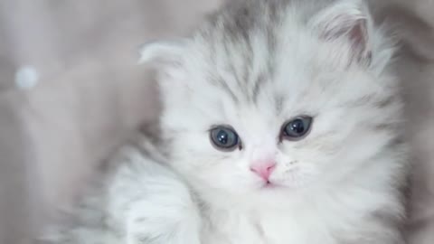 Heart melting kitten Highland longhair