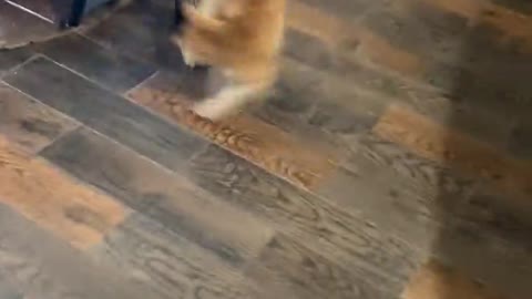 Fly Tape Catches Cat