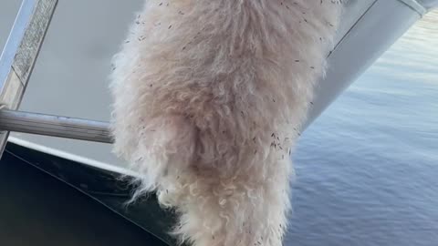 Tiny Pup Climbs Up Tall Boat Ladder