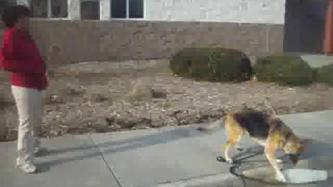 German Shepherd has issues with a skateboard