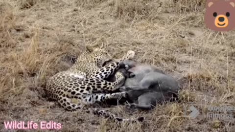 Leopard Vs Warthog Amazing Buttle