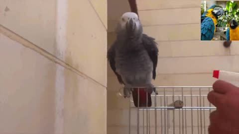 Parrot enjoying water sprinkles parrot having Bath