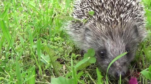 Hedgehog walk