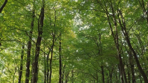 Green forest