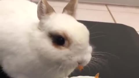 Funny and Cute Baby Bunny Rabbit Videos