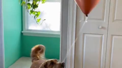 Excited Dog Jumps And Pops Balloon