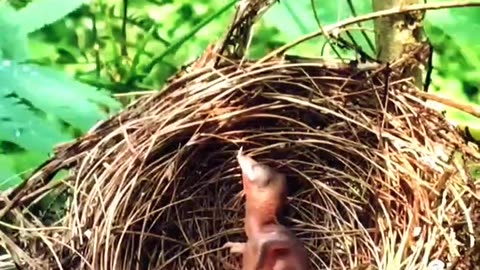 Mother bird love ❤️ #bird #nature