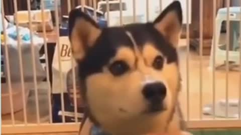 Funny dog videos | husky dog funny reaction to food