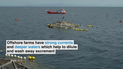 This cutting-edge fish farm may change how seafood is produced | Pioneers for Our Planet