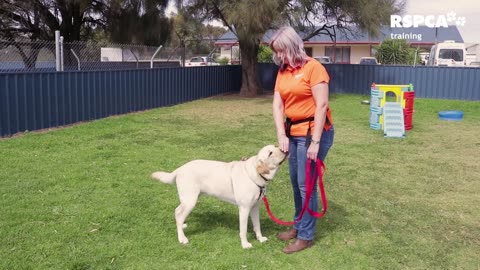 FREE DOG TRAINING SERIES – Lesson 1