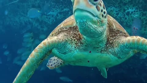 Tortoise In The Land Water #Tortoise_In_The_Land_Water#animals_Nuture #tortoise #Tortoise