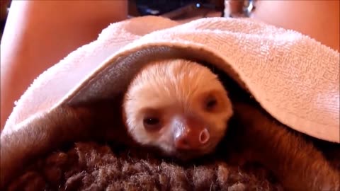 Adorable Baby Sloths - Funny Moments