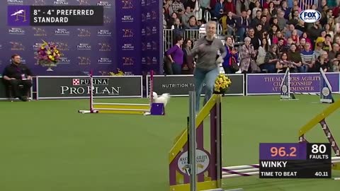 Watch 5 of the best WKC Dog Show moments to celebrate National Puppy Day