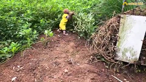 Bibi Farmer Runs Car To Harvest Peanuts In The Farm!