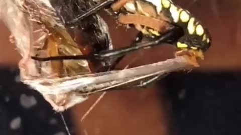 My Yellow Garden Spider making quick work of a cockroach! 😳🔥