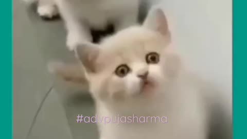 Cat Videos _ Cat Reels #shorts #cat #funny 💕 Patli Kamariya Mor