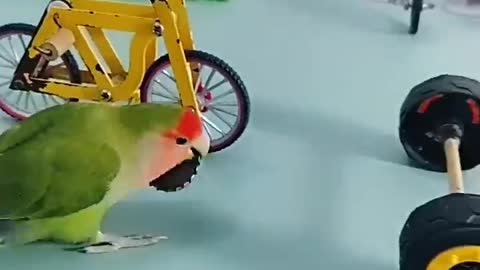 Amazing and cute little bird