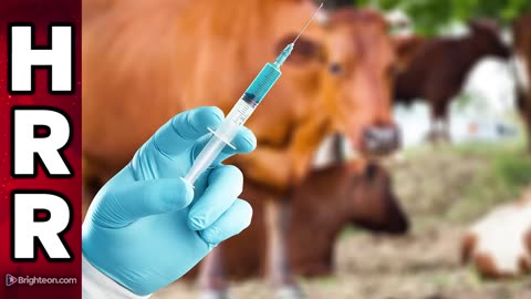 Cattlemen's group says NO mRNA VACCINES in U.S. beef (so far)