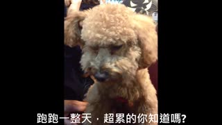 Poodle enjoys massage