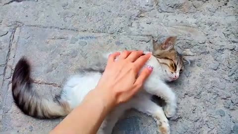 I petted cute fluffy cats. Kittens drink milk #kittenmilk #catvideos #kitten