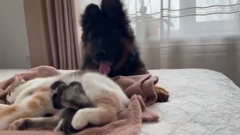 German Shepherd Puppy Meets Mom Cat with Newborn Kittens for the First Time