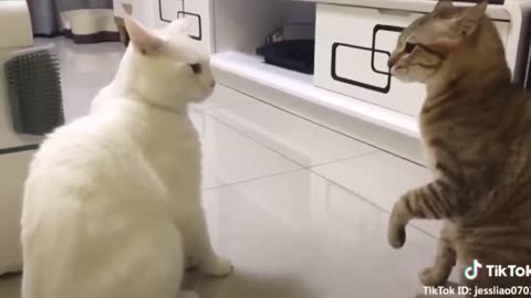 funny cat videos