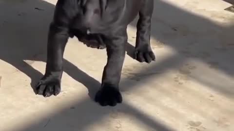 Funny bully baby dog