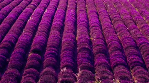 Stress Relief & Deep Relaxation with The Magical View of Lavender Field | Côte d'Azur in France