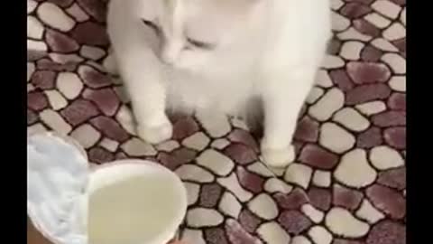 Funny Cat Face Funny Video