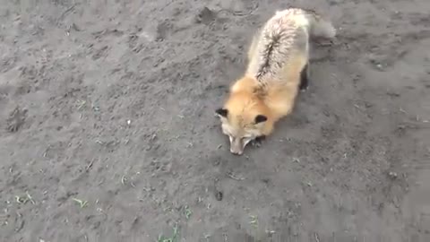 Firefox has encountered a bug, send error report?