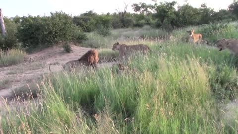 Lionesses protecting cubs