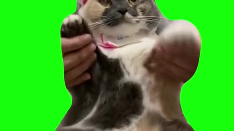 “I Love You Baby” Dancing Cat | Green Screen