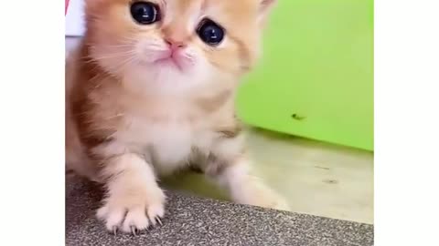 Cute kitten video 😍#cute #cats #animallover