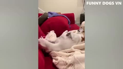 Pawsome Fun: Hilarious Moments of Dogs and Cats Caught on Camera