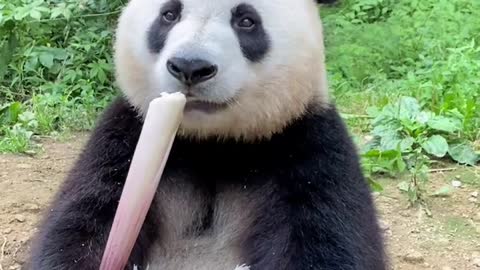 Pandas eat bamboo quickly