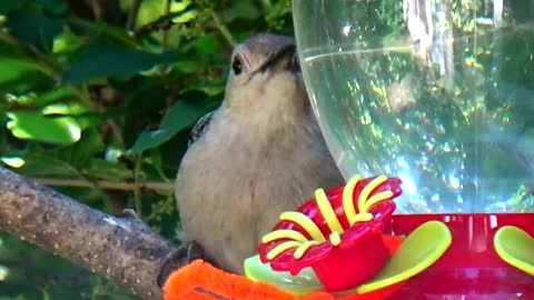 Red-bellied woodpecker