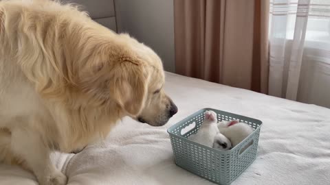 Golden Retriever Meets New Baby Bunnies!