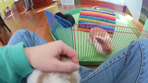 Week Old Holland Lop Babieslovely