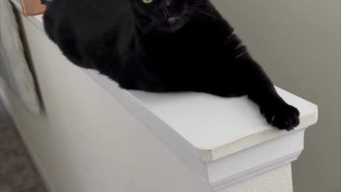 Adopting a Cat from a Shelter Vlog - Cute Precious Piper is a Stairwell Figurine #shorts