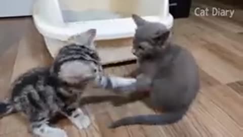 American Cat and Russian Cat Fight