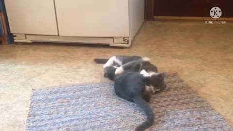 cat wrestling finny