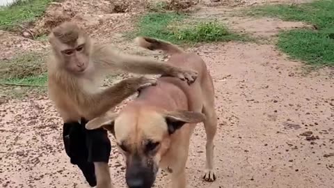 What a naughty little monkey. #Monkey#animal funny video Monkey Video