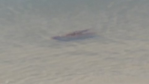 Octopus swims Matanzas Inlet